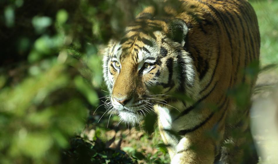 Policisti pri Leipzigu ustrelili tigra