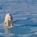 Zaradi segrevanja Zemlje in posledičnega taljenja ledu v severnih morjih so seve