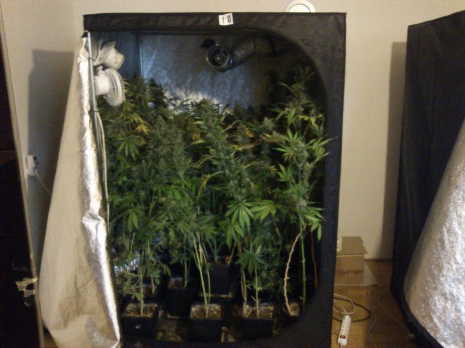 konoplja zaseg droga policija