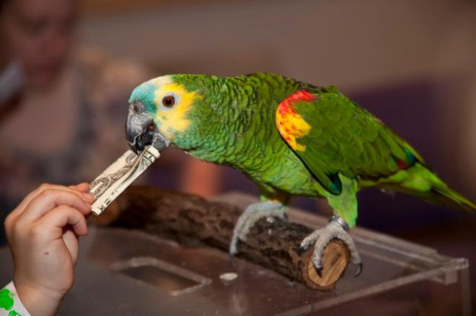 Papiga | Avtor: Profimedias