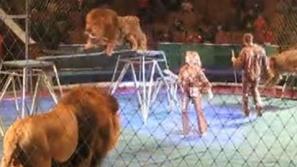 Cirkus - napad leva