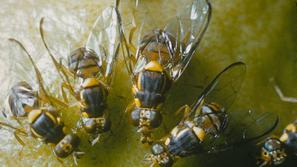 orientalska plodova muha