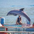 delfini Dubrovnik pirotehniki