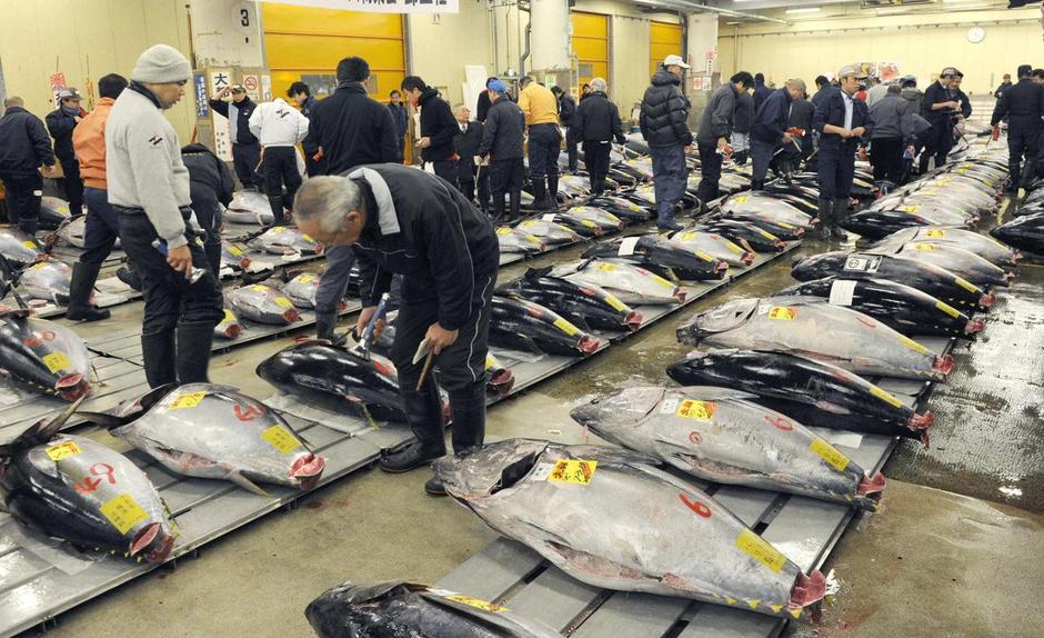 modroplavuta tuna, Japonska, dra%C5%BEba | Avtor: Žurnal24 main