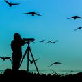zivljenje 03.10.13. Opazovanje ptic, ptice, foto: shutterstock