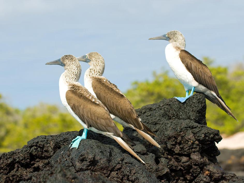 Galapagos, Ekvador