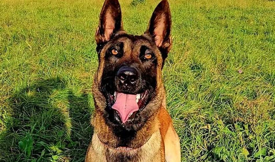 Policija se klanja psu, ki je našel voznika v Savi: "Začel je praskati ..."