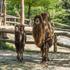 ZOO ljubljana ljubljanski živalski vrt kamela Zaya