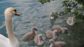 Labodja družina se zadržuje tudi blizu obale, zato v TD Bled obiskovalce opozarj