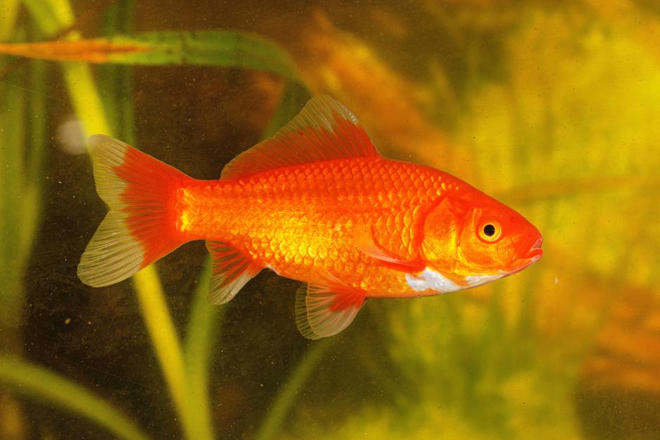 Zlata ribica | Avtor: Profimedia