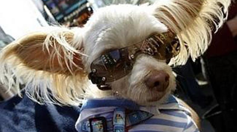 Čivave niso le modno ozaveščena pasma, ampak so majhni kužki tudi pogumni športn