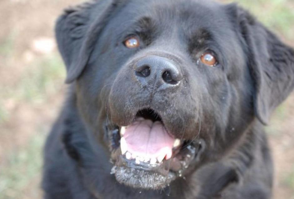 Zavetišče Horjul | Avtor: Zavetišče Horjul