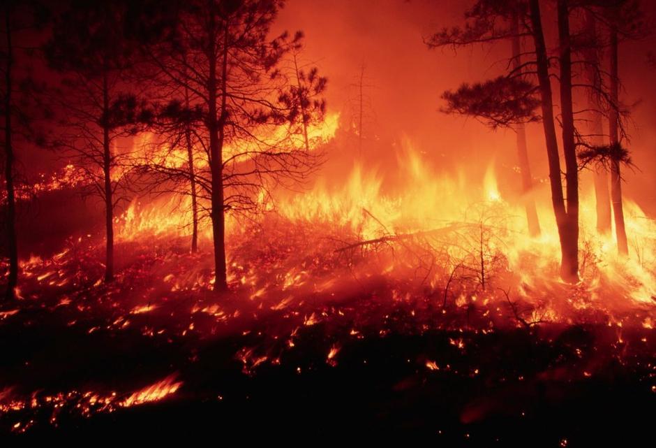 Gozdni požar | Avtor: Profimedias