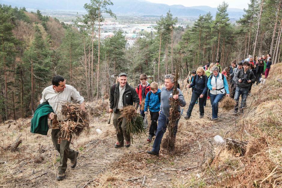 zasarditev dreves | Avtor: Saša Despot