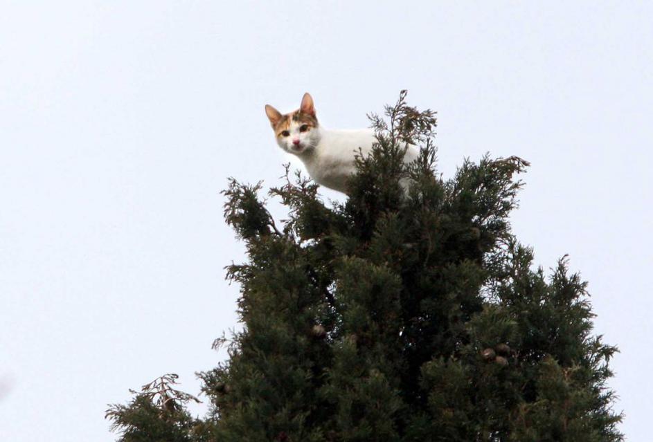 Reševanje mačke v Splitu.