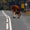 Krava na cesti