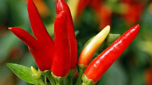 Pekoče je zdravo. (Foto: Shutterstock)