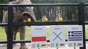 Citta slon slonica napoved Poljska Grčija Euro 2012 jasnovidec živalski vrt Krak