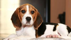 Beagle