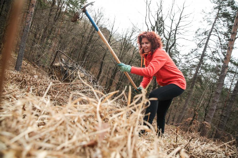 zasarditev dreves | Avtor: Saša Despot