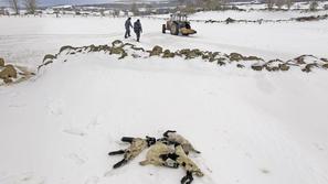 Poginule ovce v snegu 