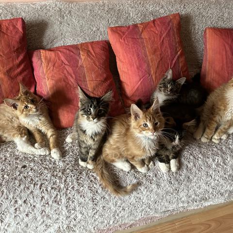 maine coon alison spačal