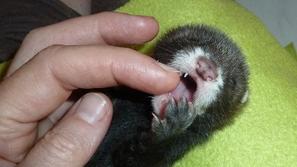 Stark - Društvo Zverinice