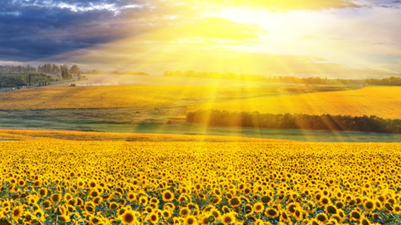 sonce vreme sončnice