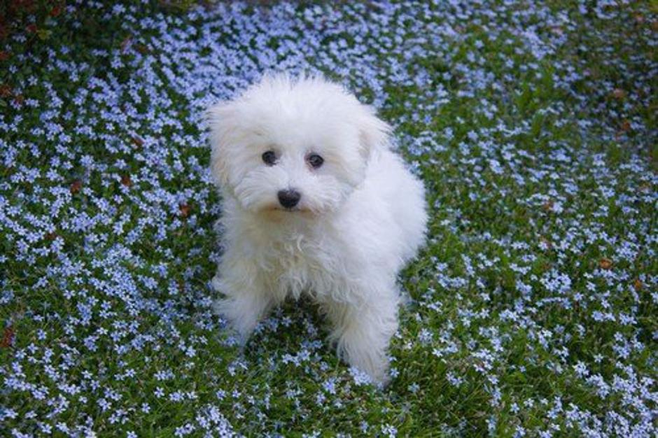 Pes. Kodrasti bišon | Avtor: Profimedia