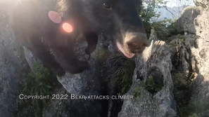 Napad medvedke