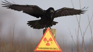 černobil, jedrska energija, nuklearka, nevarnost, krokar, znak