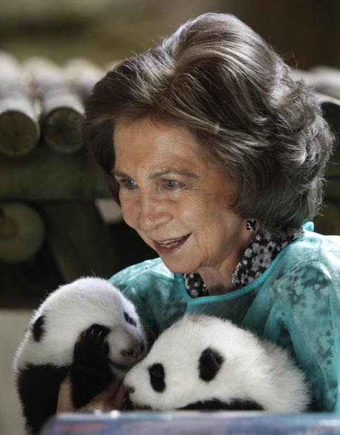 Kraljica Sofia panda