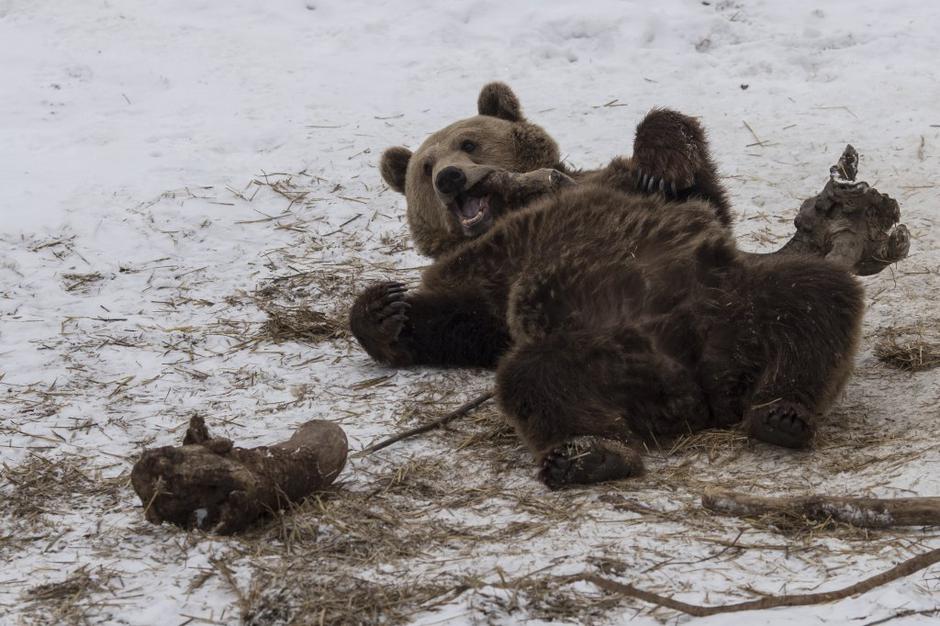 Rjavi medved | Avtor: EPA