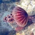 Meduza povzroči opeklino in srbenje, ne pa smrti; je neaktivna plavalka, zato se