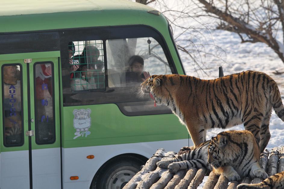 sibirski tiger, kitajska, rezervat, park, ogrožene živali