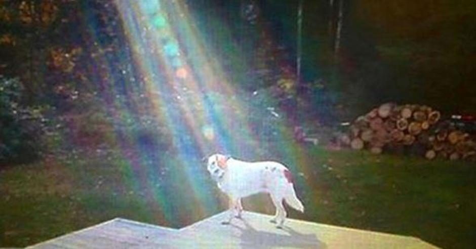 Pes | Avtor: theanimalrescuesite.com