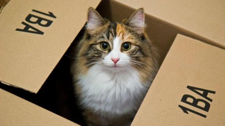 Mačka v škatli