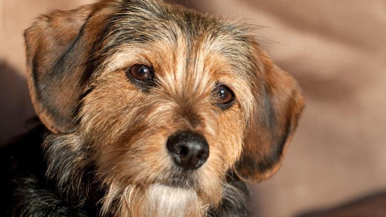 Mešanci srednje in manjše rasti