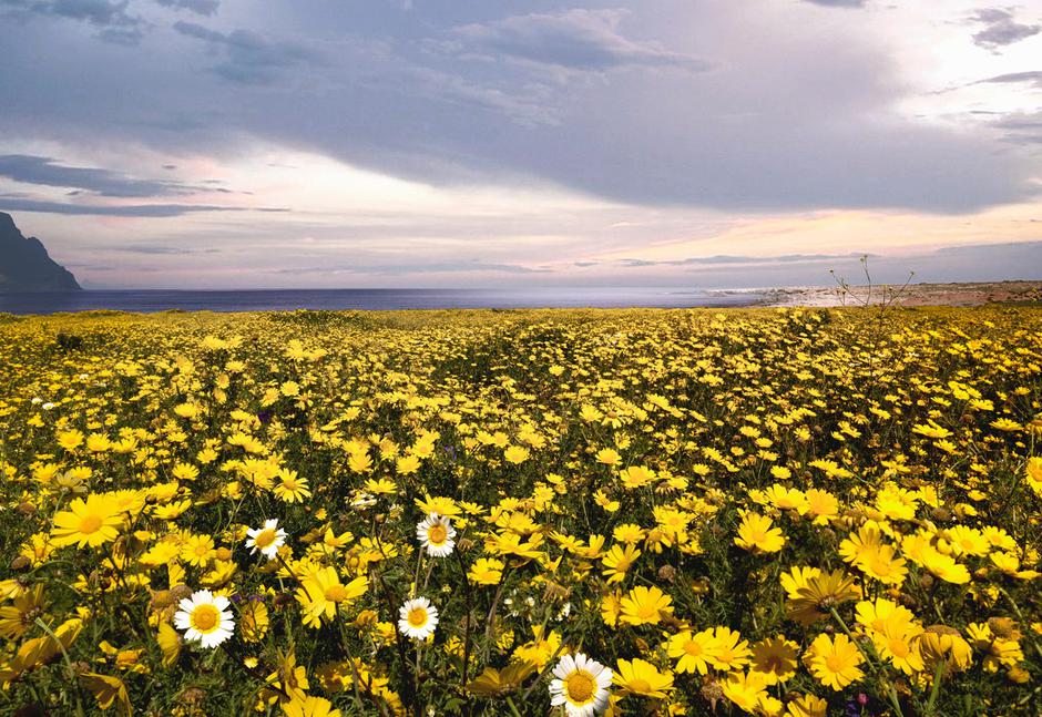 rože, polje | Avtor: Profimedia