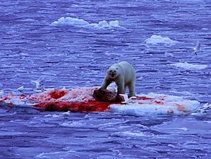 Severni medved je življenjsko odvisen od ledenih plošč, na katerih lovi svojo gl