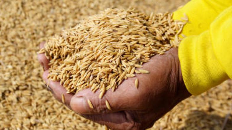 Po Samakovem mnenju bi lahko Tajci obogateli, če bi jedli manj riža in ga več pr