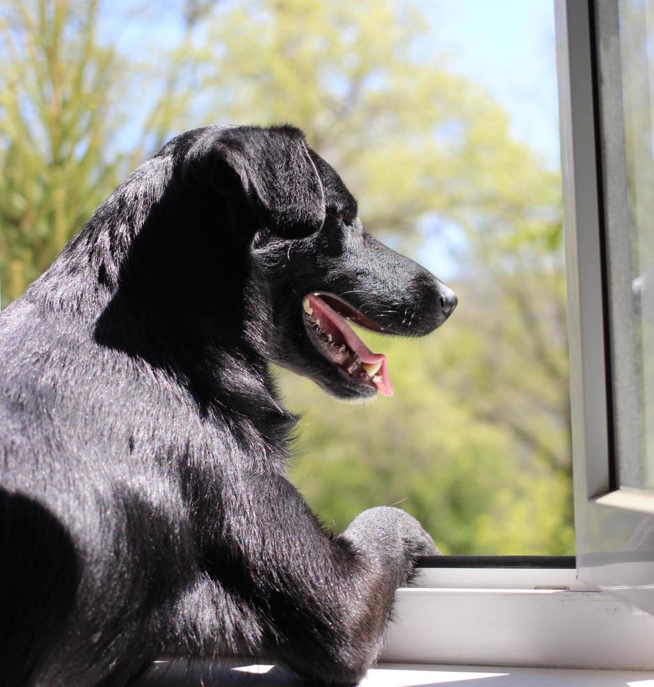 Pes v bloku | Avtor: Profimedia