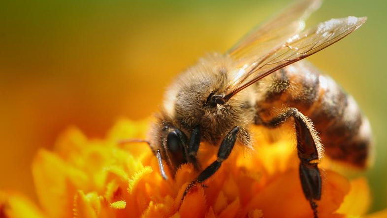 "Na podlagi prijav zaenkrat nismo zabeležili povezave med nepravilno rabo FFS in