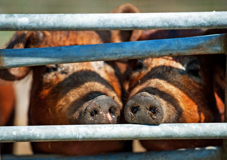 Prašiči | Avtor: EPA