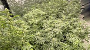 Domači laboratorij za predelavo konoplje, Kranj