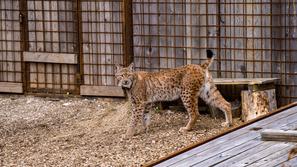 ris Lukaš, izpust, Bohinj