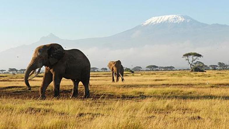 Ko je slon kriv za uničen medeni teden ...