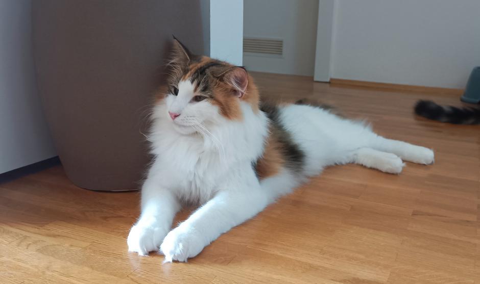 norveška gozdna mačka | Avtor: Teja Tegelj - Veloris