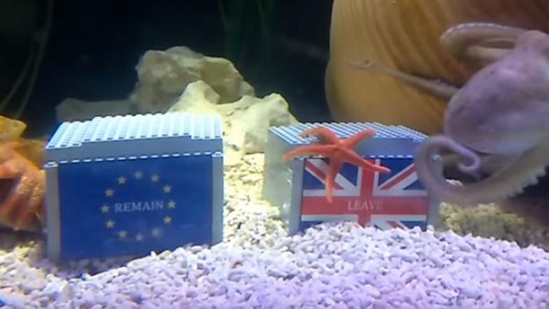 Otto in referendum v VB