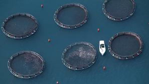 Jaka Jeraša: Fish Farm Fonda